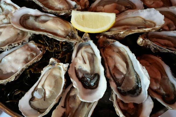 Oysters on plate — Stock Photo, Image