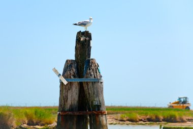 martı Venedik lagoon içinde