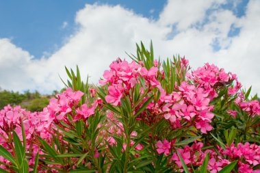 Pink flowers of oleander clipart