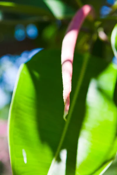 Blad van magnolia — Stockfoto