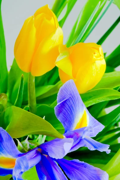 stock image Blue iris and yellow tulips