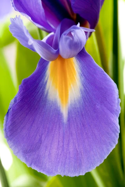 Pétale d'iris bleu — Photo