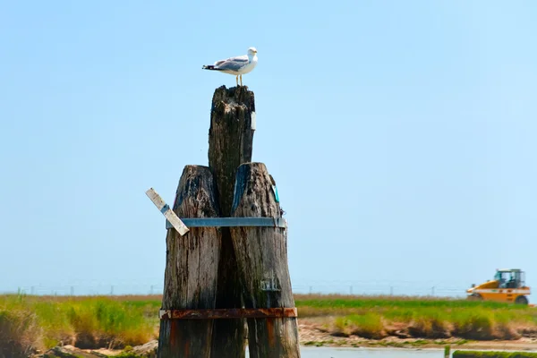 stock image Seagull in Venetian Lagoon