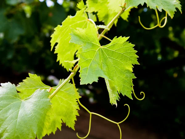 Листья виноградной лозы — стоковое фото