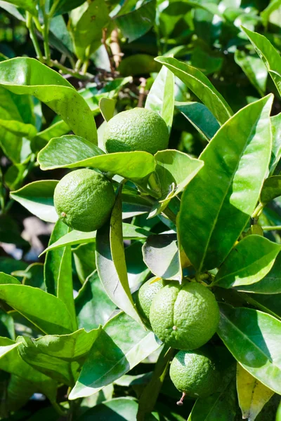 Nezralé zelené mandarinky — Stock fotografie