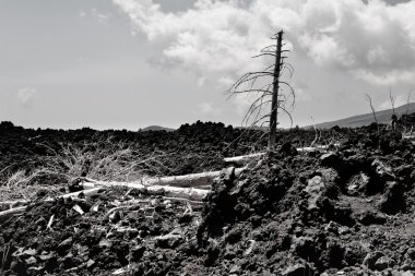 Yanmış ölü çamlar Etna 'da siyah şıngırtıda akıyor.