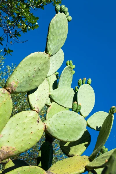 stock image Cactus opuntia