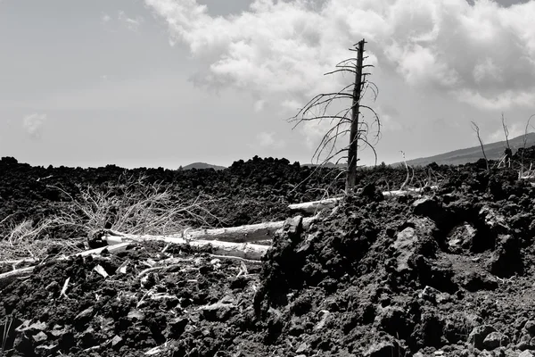 Spalony martwy sosna w czarny klinkierowy przepływ na Etna — Zdjęcie stockowe