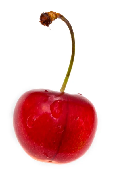 Одна красная вишня — стоковое фото