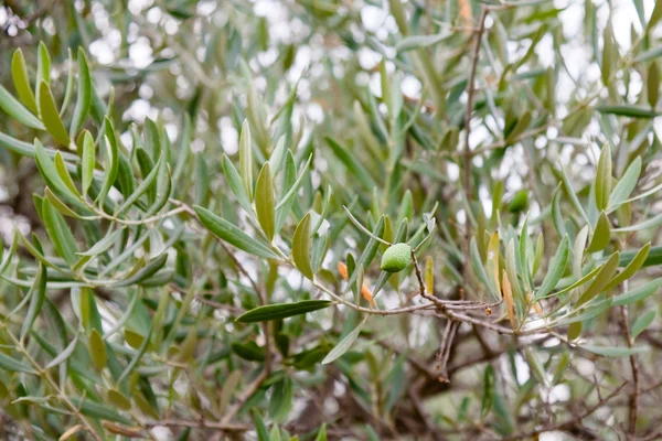 stock image Green olive tree with olives