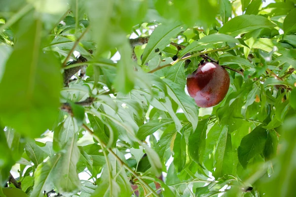 Red ripe plum on green branch in summer day — Stock Photo, Image