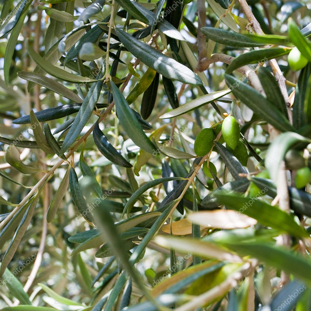 Green olive tree Stock Photo by ©vvoennyy 6325842