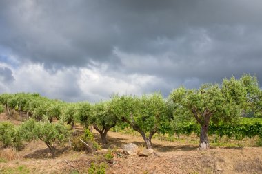 zeytin ağaçları altında gri bulutlar