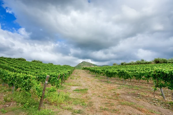 シチリア島エトナ山ワインの産地のブドウ園 — ストック写真