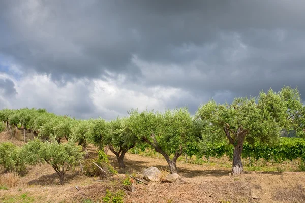 Оливковые деревья под серыми облаками — стоковое фото