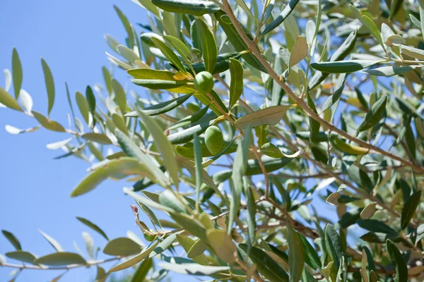 Stock image Green olive tree with olive