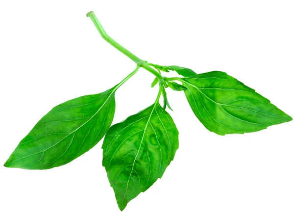 Leaf of basil — Stock Photo, Image
