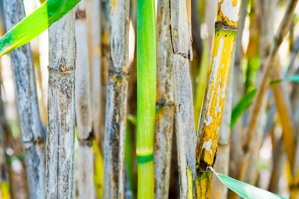 Groene bamboe stam — Stockfoto