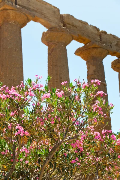Flor de oleandro perto de antigas colunas dóricas — Fotografia de Stock