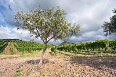 Zeytin bahçeleri ve Sicilya etna bölgede hafif yamaç bağında