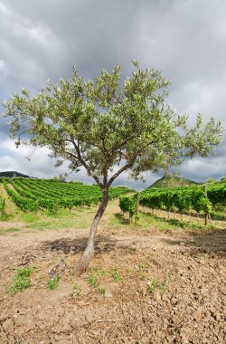 Olive tree and vineyard on gentle slope in Etna region, Sicily clipart