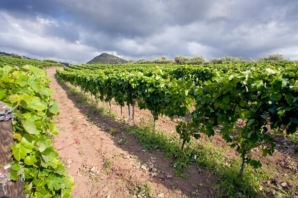 在西西里岛埃特纳地区缓坡上的葡萄园 — 图库照片