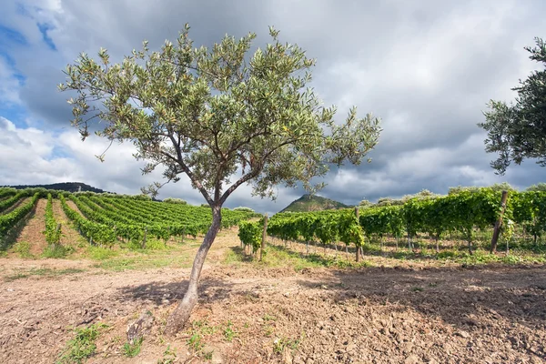Olijf tuin en wijngaard op zachte helling in etna regio, Sicilië — Stockfoto