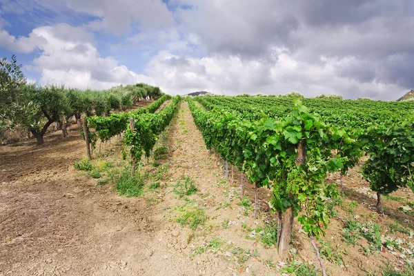Vingårder og oliventrær i varsom skråning i Etna-regionen på Sicilia – stockfoto