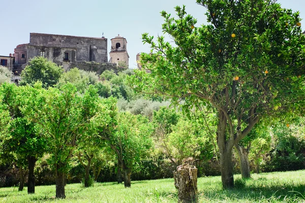 Drzewa pomarańczowe, w pobliżu murów średniowiecznego kościoła na Sycylii — Zdjęcie stockowe