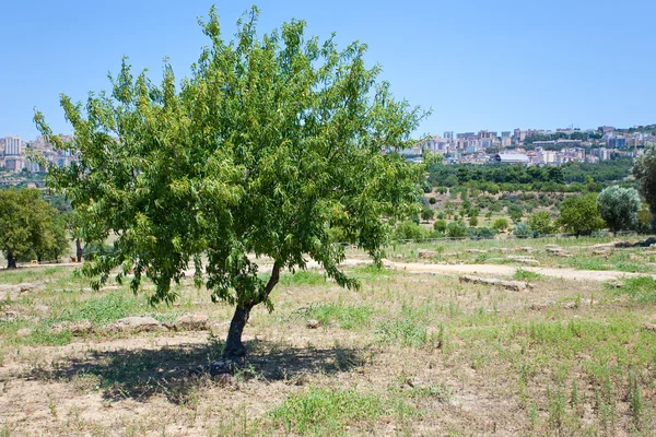 在西西里的桃花树 — 图库照片
