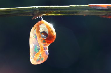 Colorful Pupa clipart