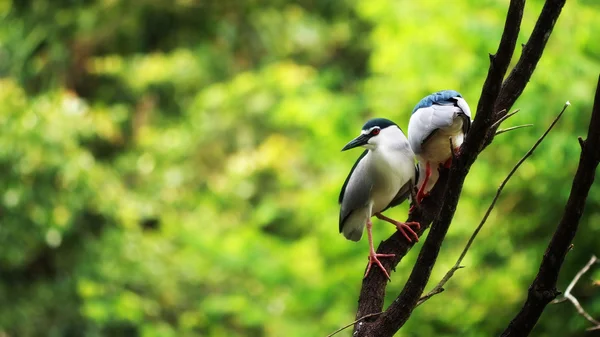 stock image Night Heron