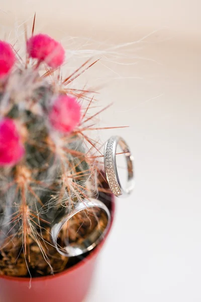 Two wedding rings in cactus — Stock Photo, Image