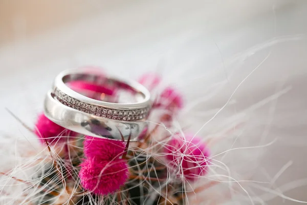 Two wedding rings in cactus — Stock Photo, Image