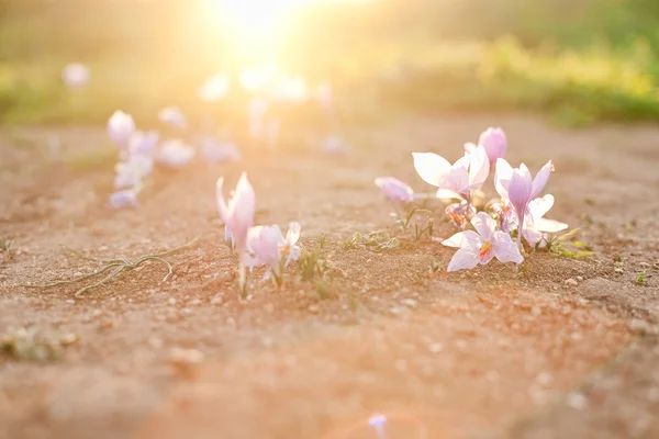 Krokusblüten im Sonnenlicht lizenzfreie Stockbilder