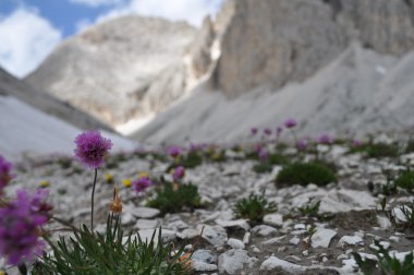 Landscape mountain with flowers, Alps in Trentino Alto Adige.