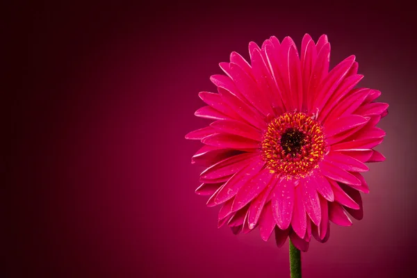 Gerber fleur — Photo