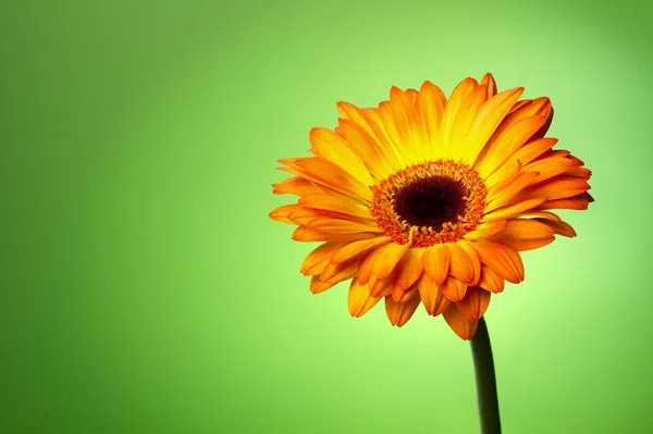 Gerber bloem op een groene helling — Stockfoto