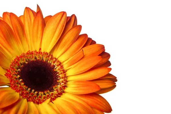 stock image Gerber flower on a white background