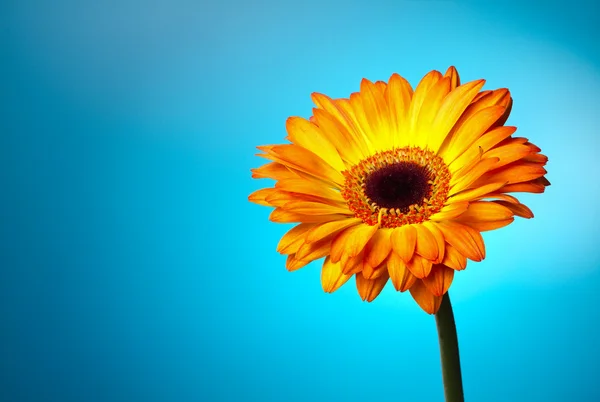 Gerber bloem op een blauwe kleurovergang — Stockfoto