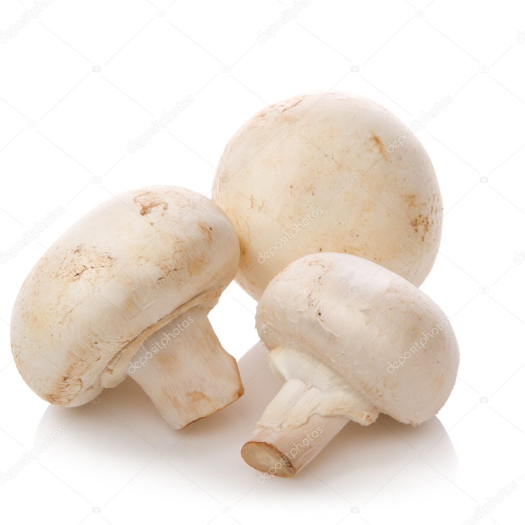 Champignon isolé sur fond blanc . — Photo de stock par ©IgorKlimov ...