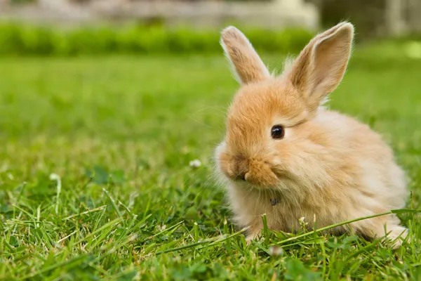 Baby gold rabbit in grass — Stock Photo, Image