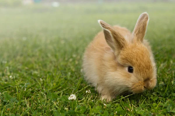 草でゴールドの赤ちゃんウサギ — ストック写真