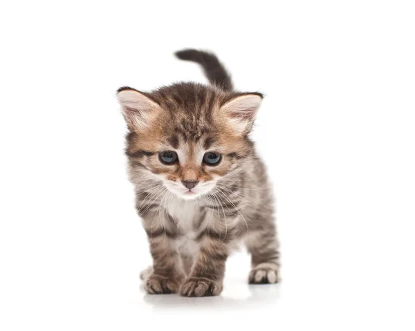 Gattino siberiano su sfondo bianco — Foto Stock