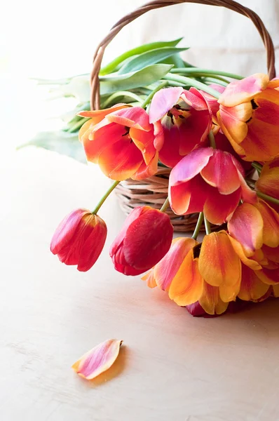 Kytice červených tulipánů Stock Fotografie