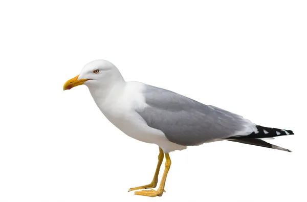 Сидяча чайка ізольована над білим — стокове фото