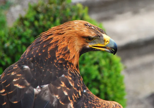 Águila con vista aguda — Foto de Stock