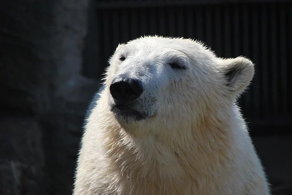 stock image Polar bear