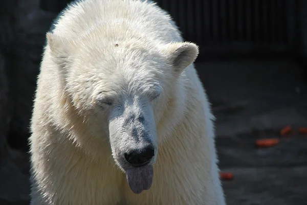 Orso polare attacca la lingua — Foto Stock