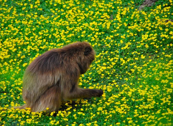 Monkey in the flower field — Stock Photo, Image
